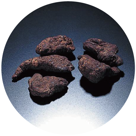 Rehmannia root